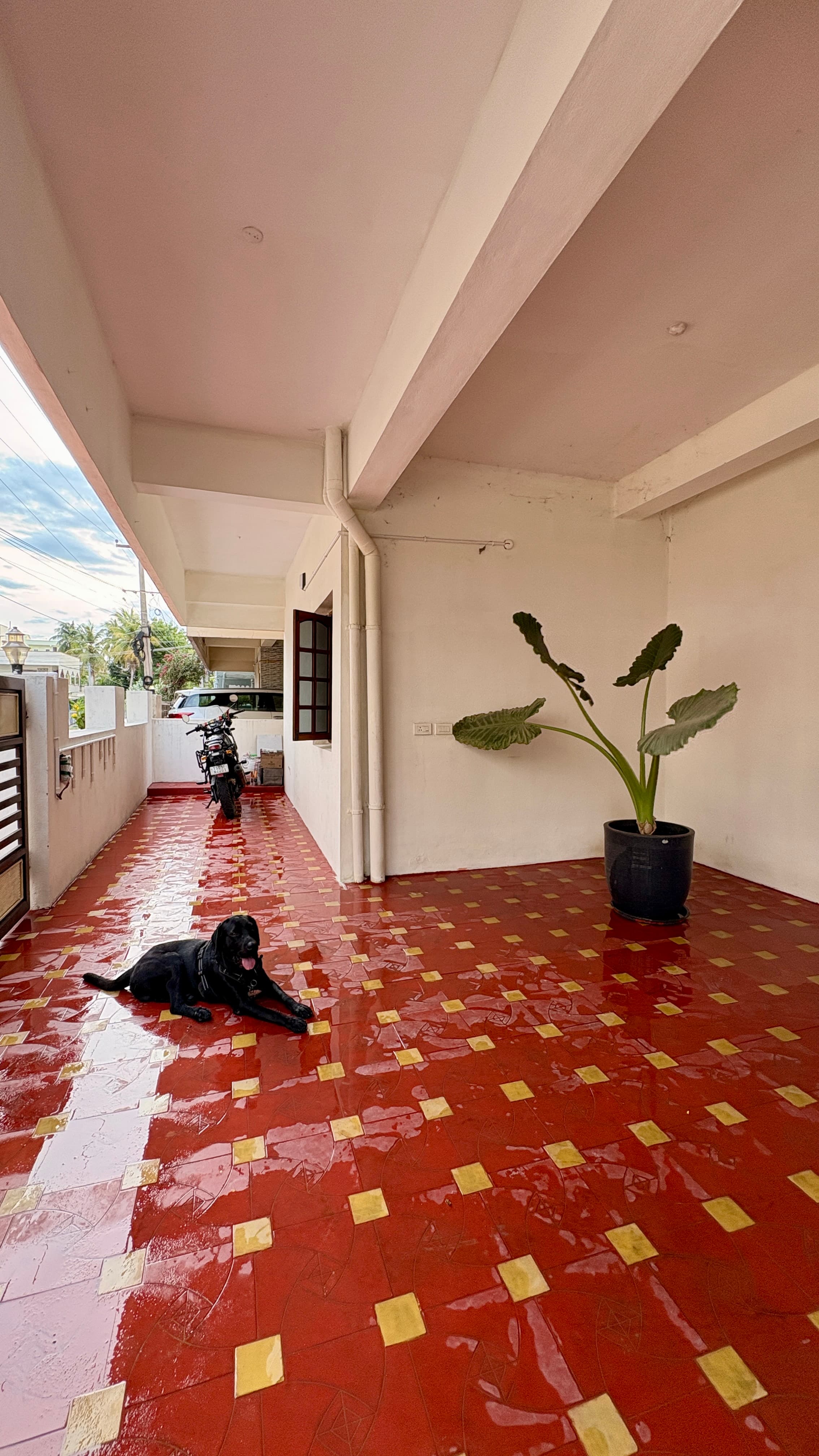 Red-tiled balcony with our resident dog resting